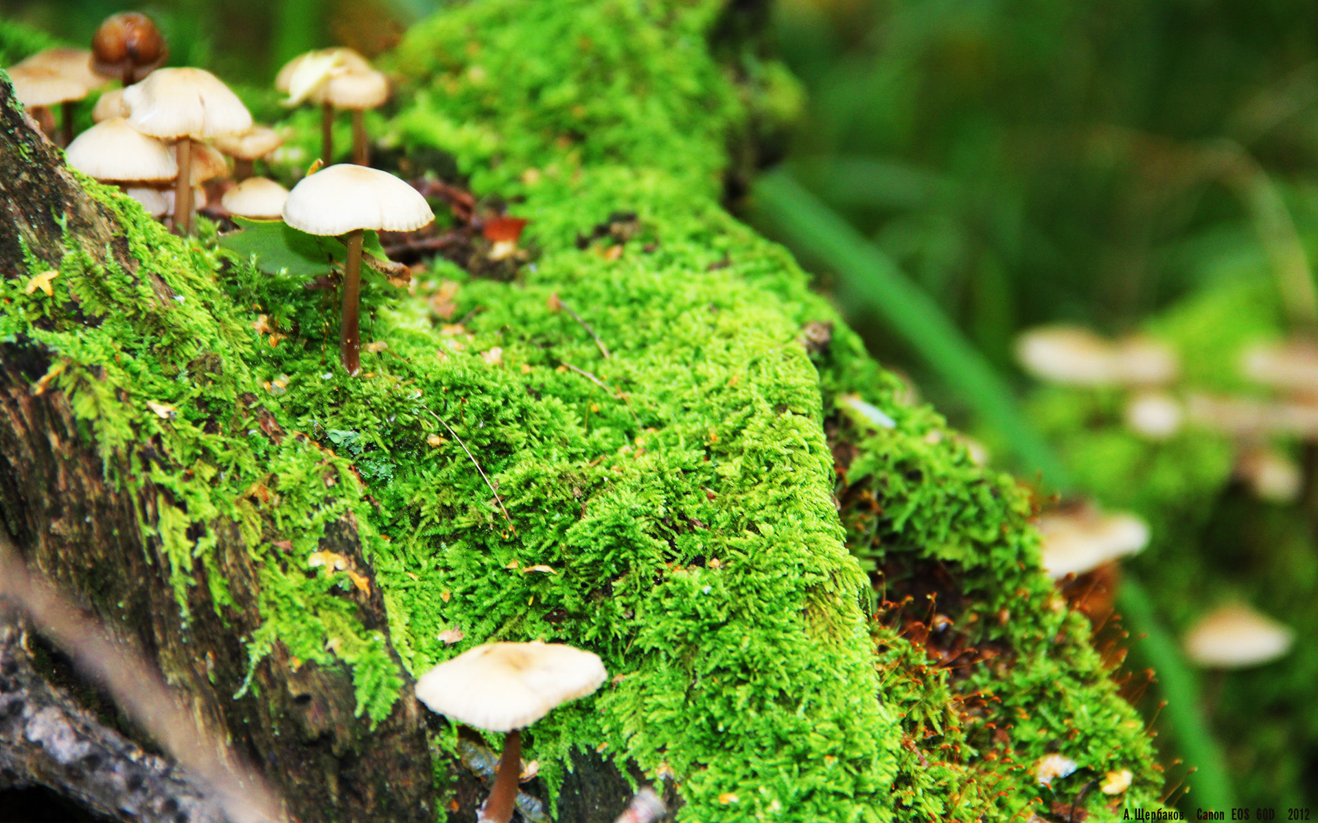 当斗牛士的红遇上蓝月亮的银，一场非典型胜利与哈兰德的孤独美学