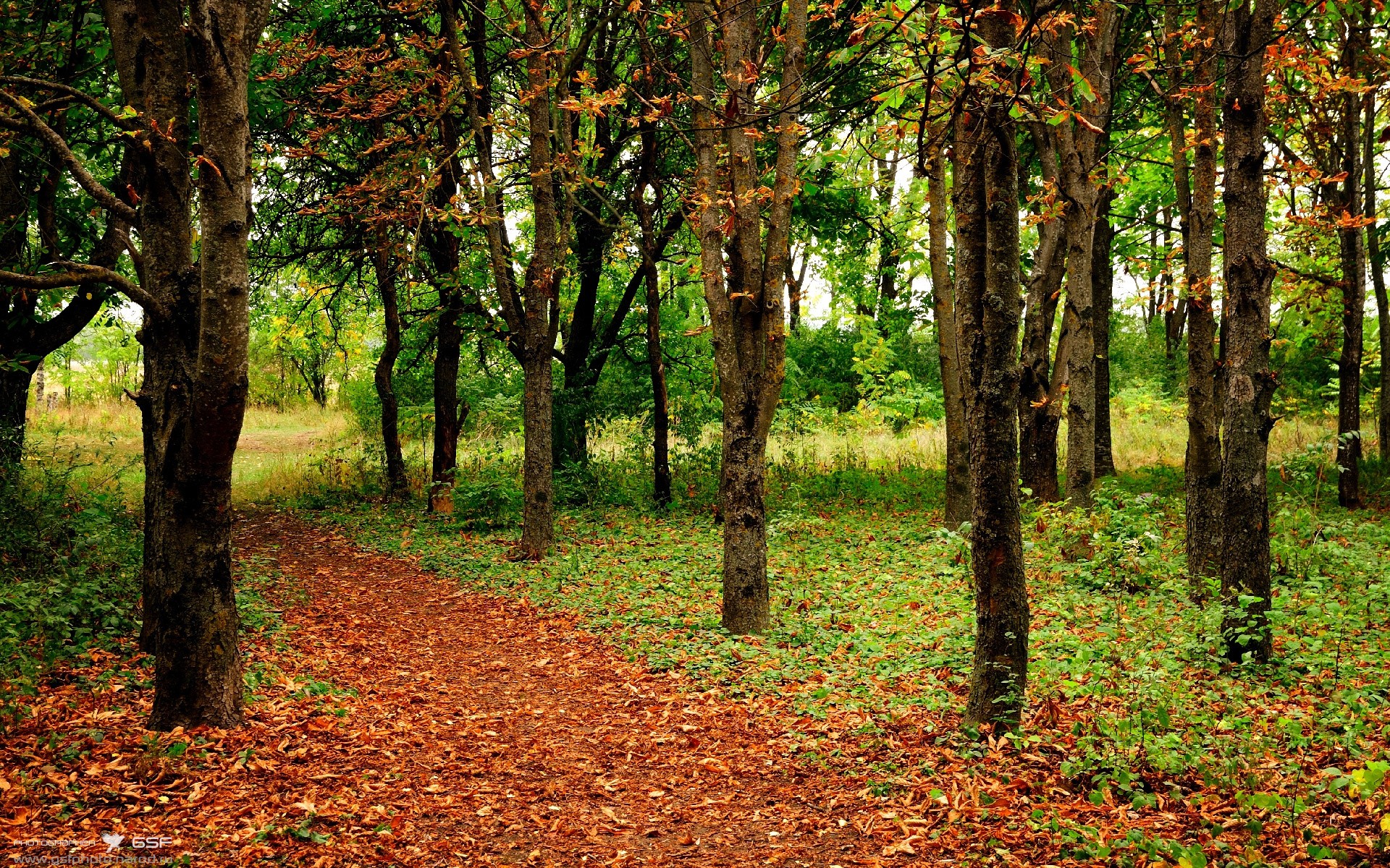 德国利刃VS印度神羽,当精密战车遇见孤独的舞者