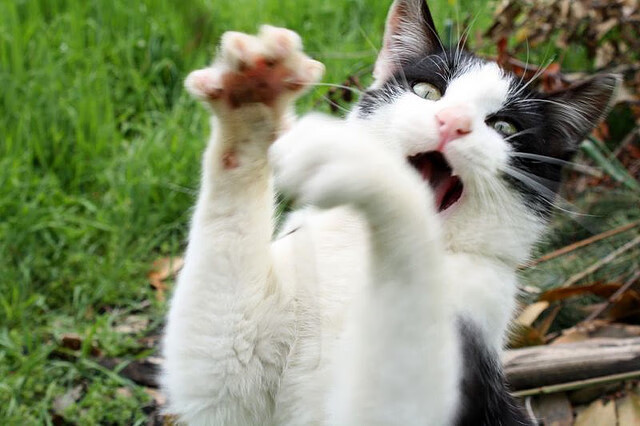 双面战场,一次破晓,辛纳跨越大满贯壁垒的蜕变之路