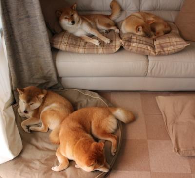 星火燎原，马丁内利觉醒之夜，阿尔及利亚掀翻北欧巨人