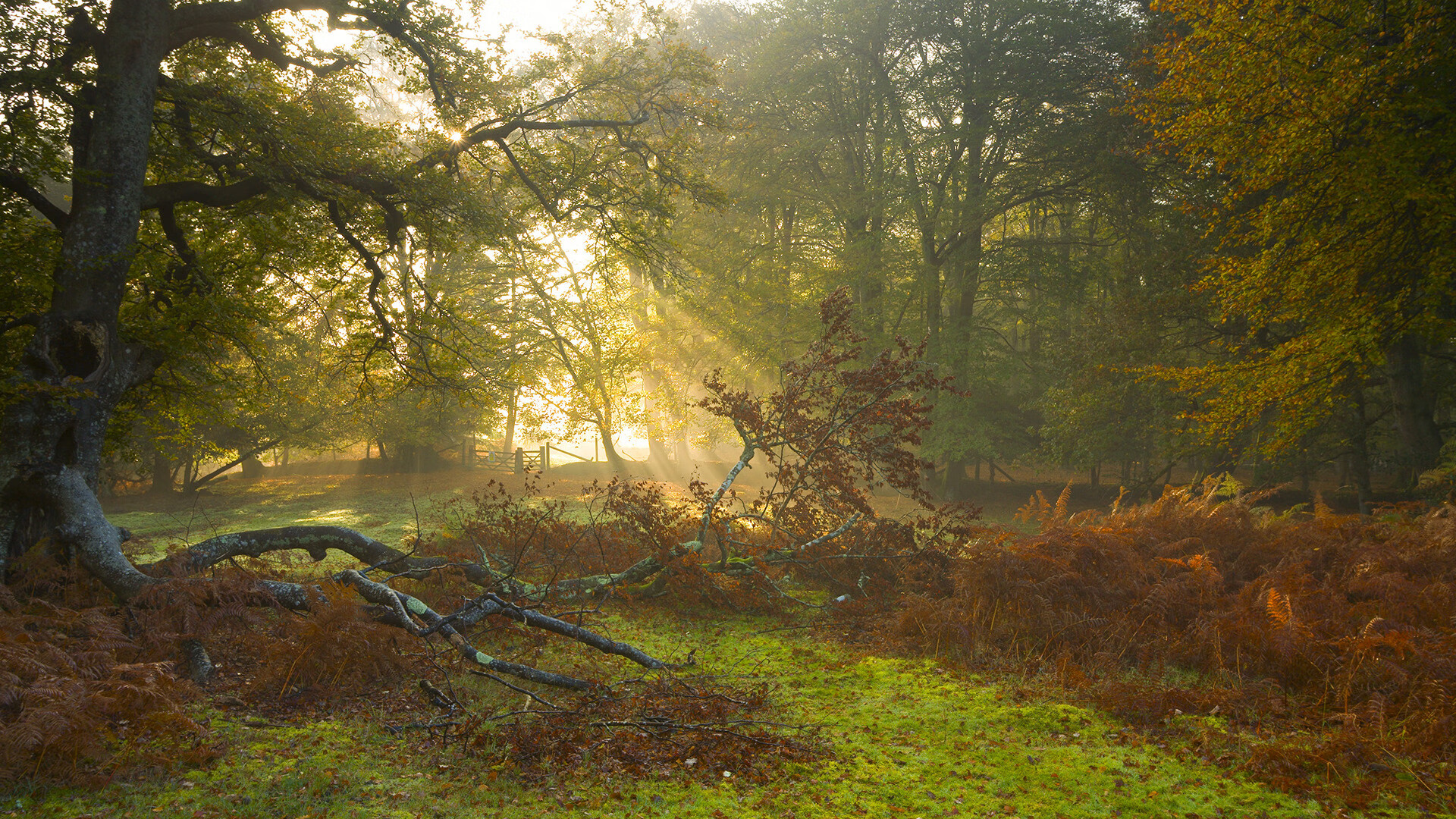 哨兵与纸壁，那夜阿根廷血染世界杯的奇幻决战