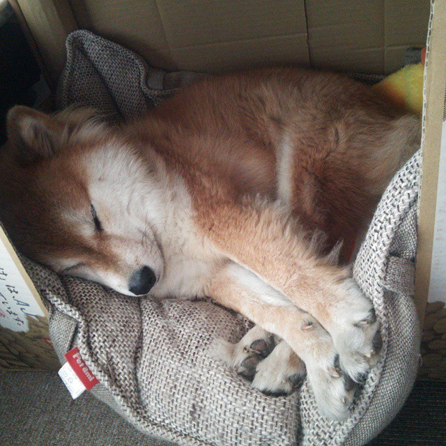 主宰时刻，从浙江队一波流到布伦森生死接管