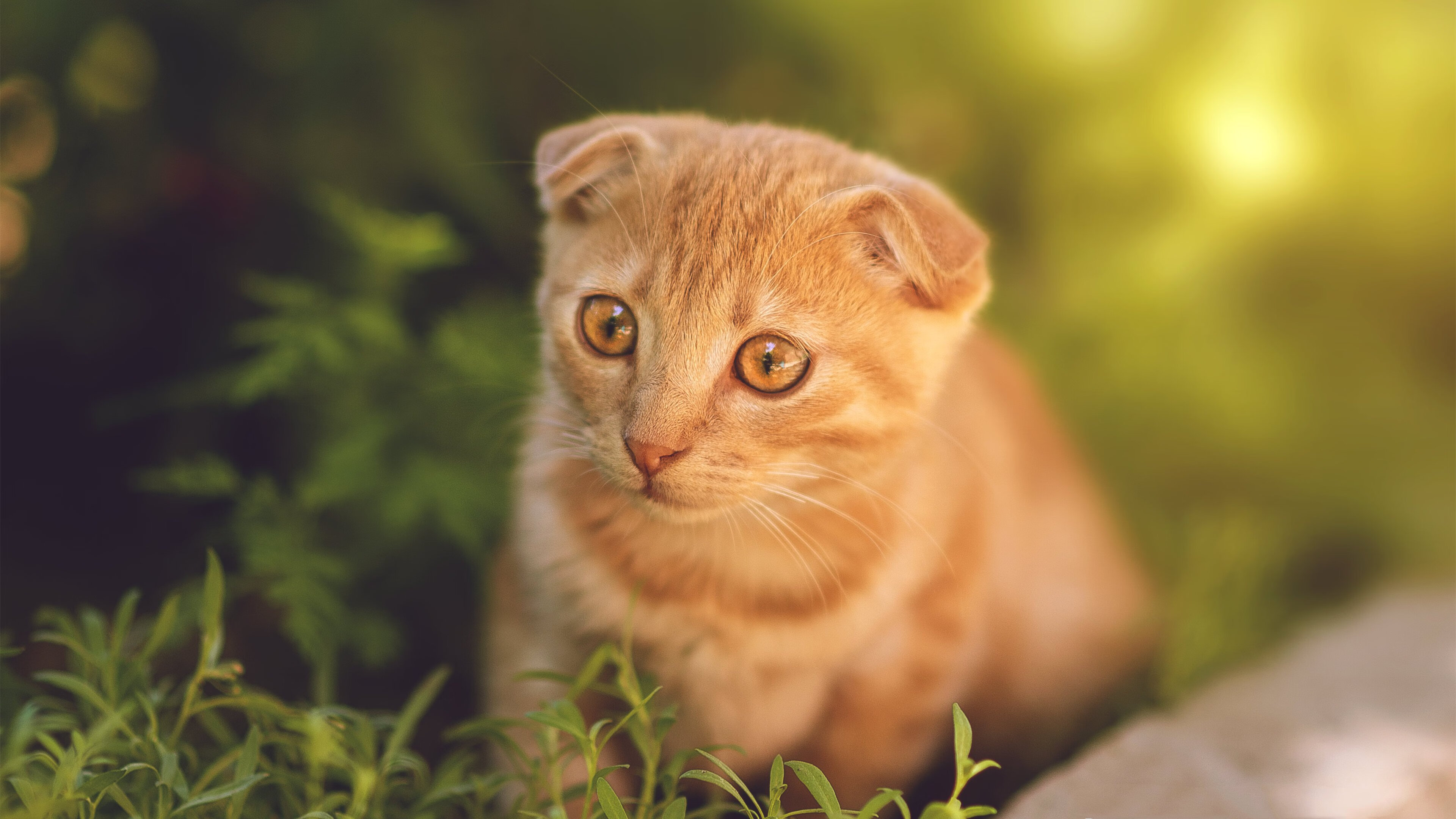 压制的艺术，瑞典连续得分闪耀加纳，布雷默化身胜负关键先生