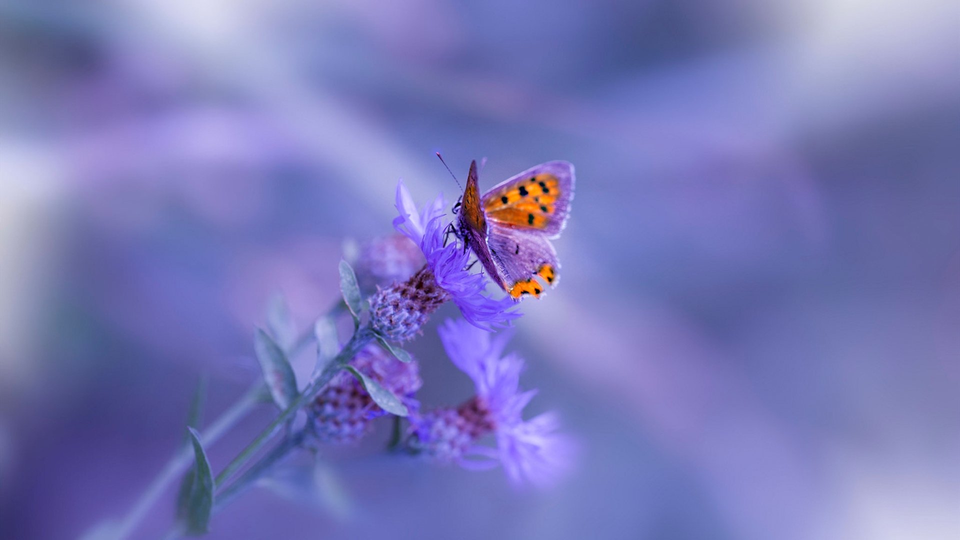 当足球场化身NBA总决赛，新西兰绝杀卡塔尔的洲际之战