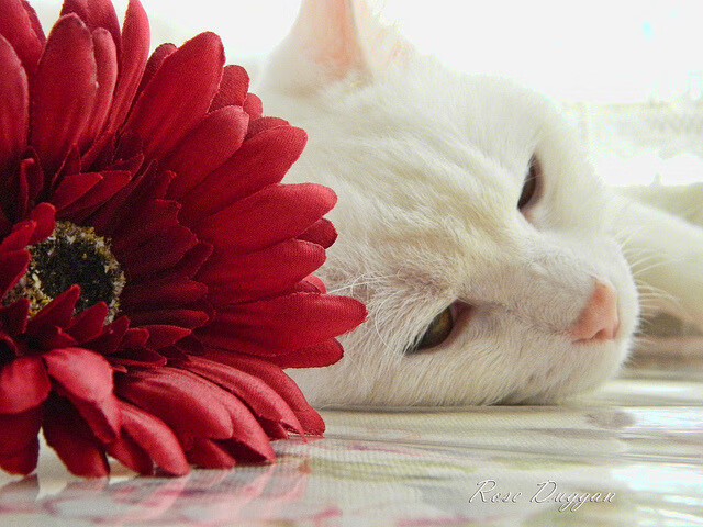 时空折叠之战,吉林虎王鏖战紫金王朝,小贾伦绝境接管