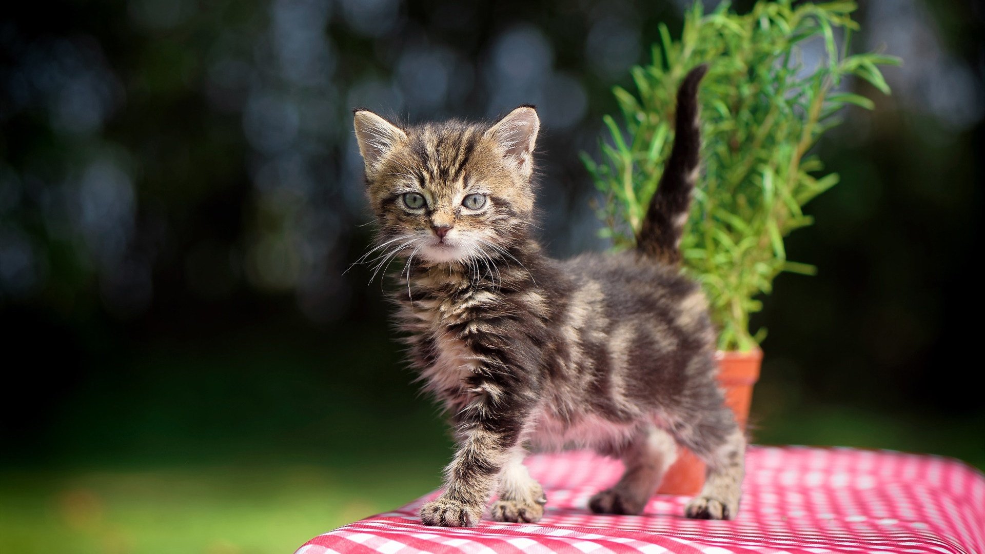 NBA总决赛之夜,暴烈与沉静,切特持续制造杀伤的篮球辩证法