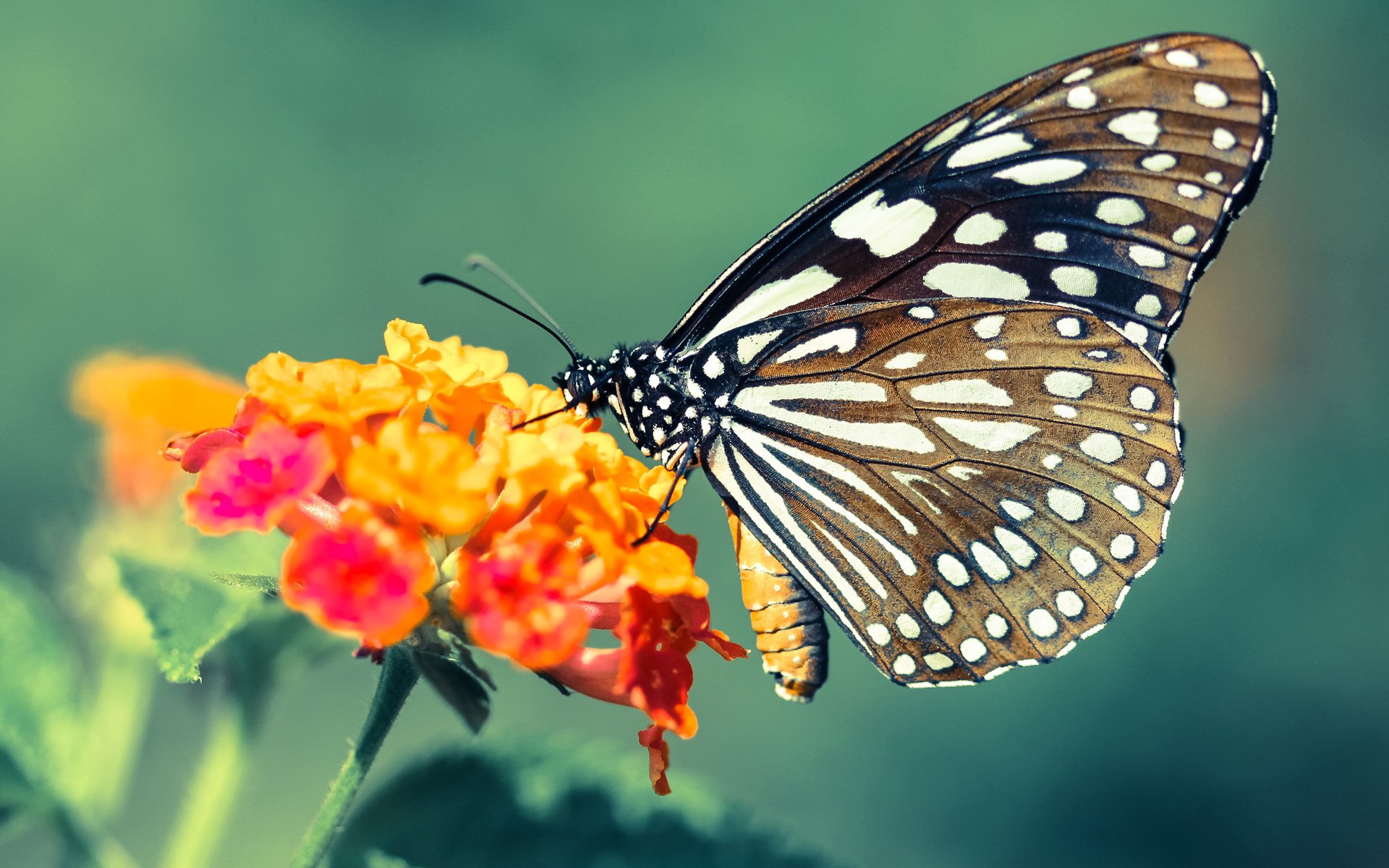 绝境重生,恩佐单节导演逆转,牙买加用15分钟击碎哥伦比亚神话