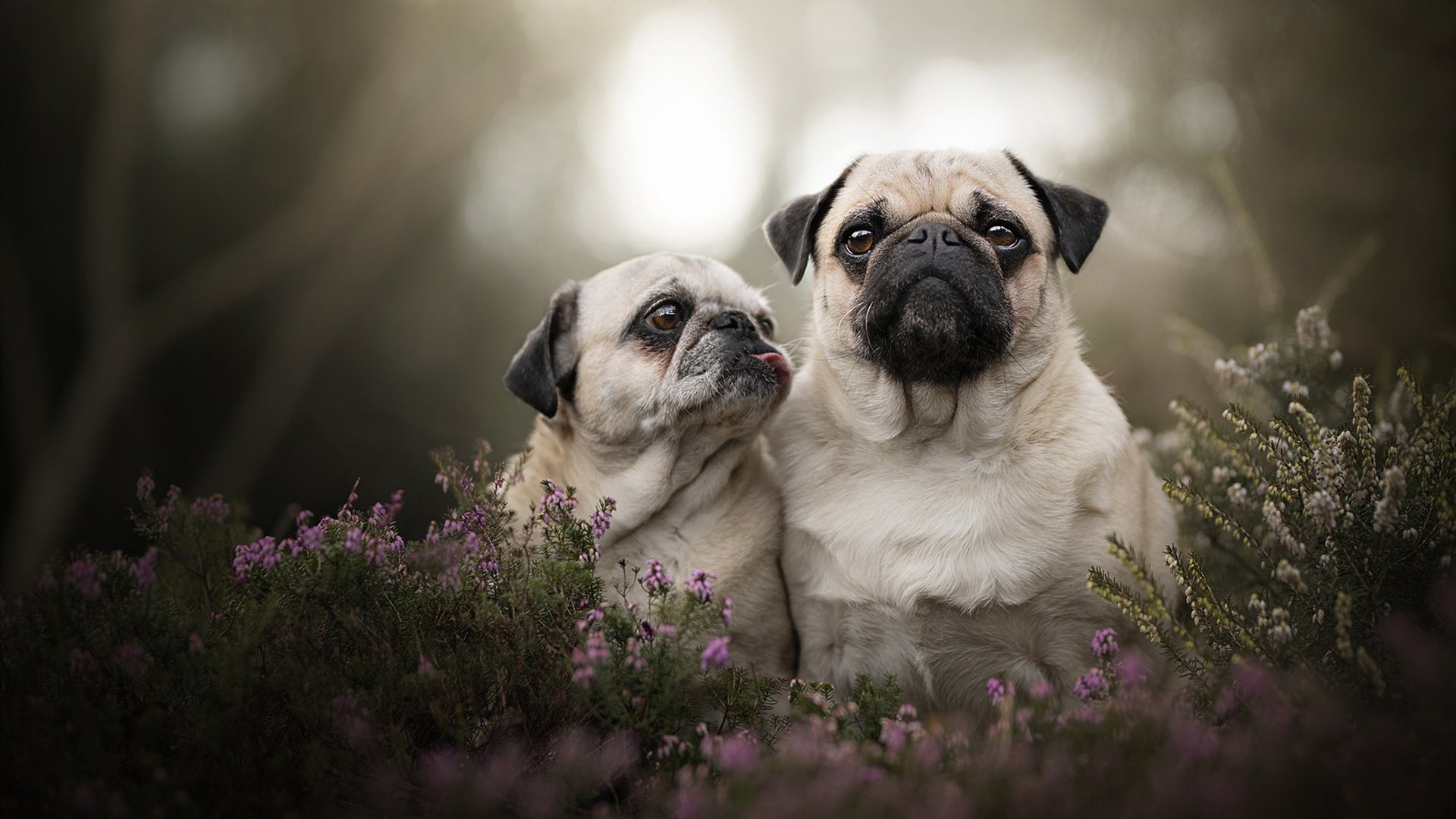 当诺坎普的草皮长出篮球架，独行侠淘汰公牛启示录