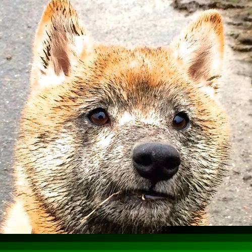 跨界生死战，当NBA老鹰队遇上CBA山西队