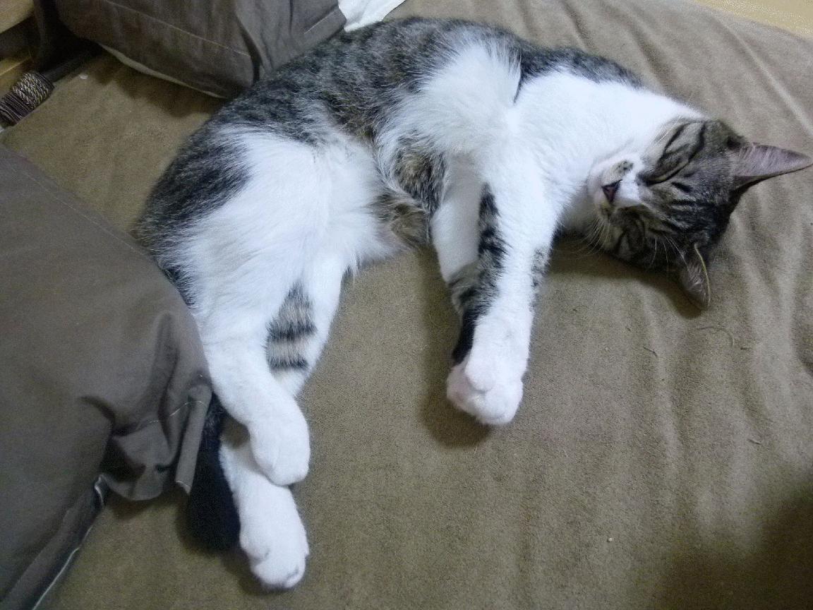 孤星法则,当小贾伦成为孟菲斯唯一的坐标系