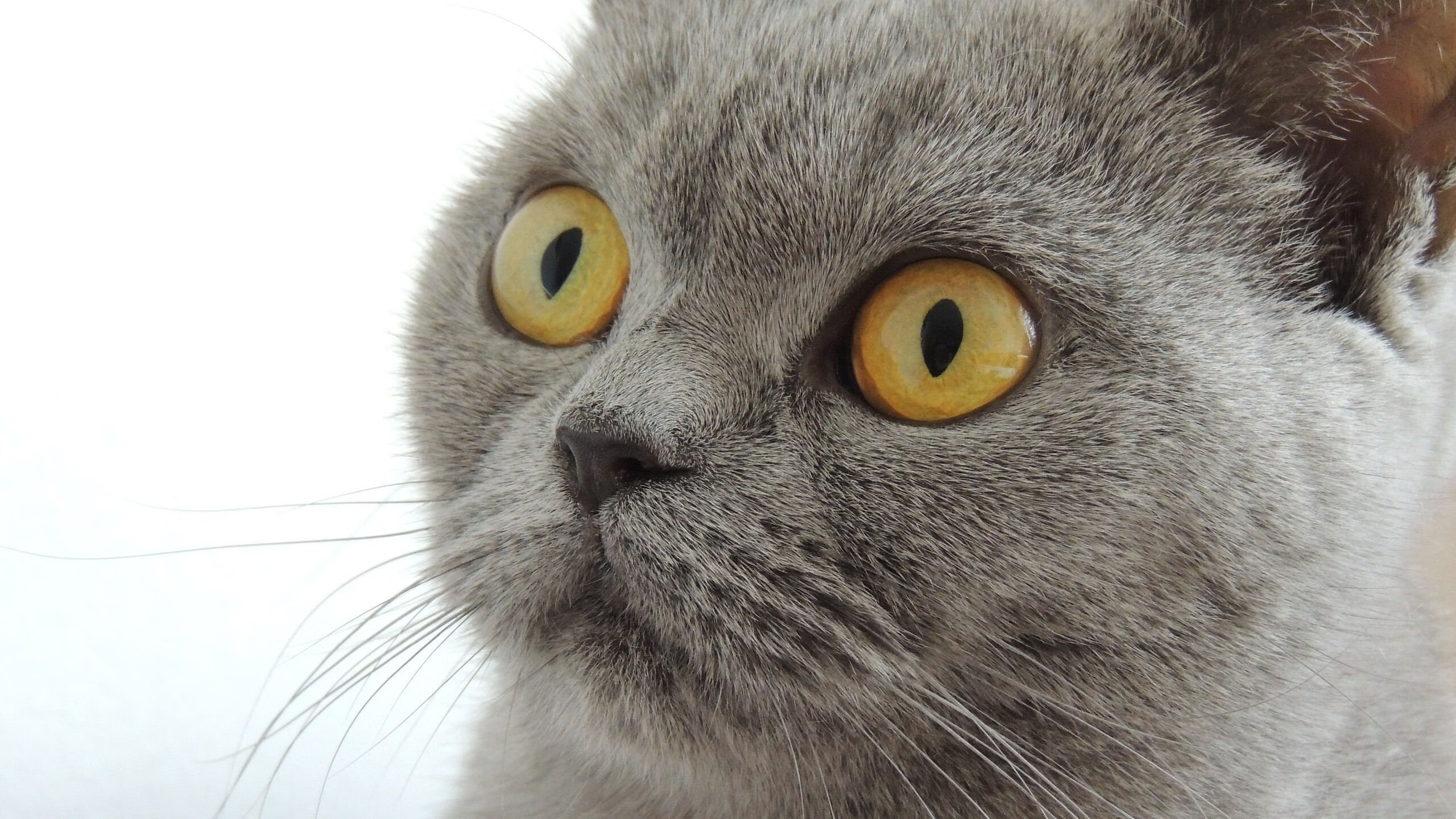 量子纠缠,当米切尔在平行时空接管西决G7