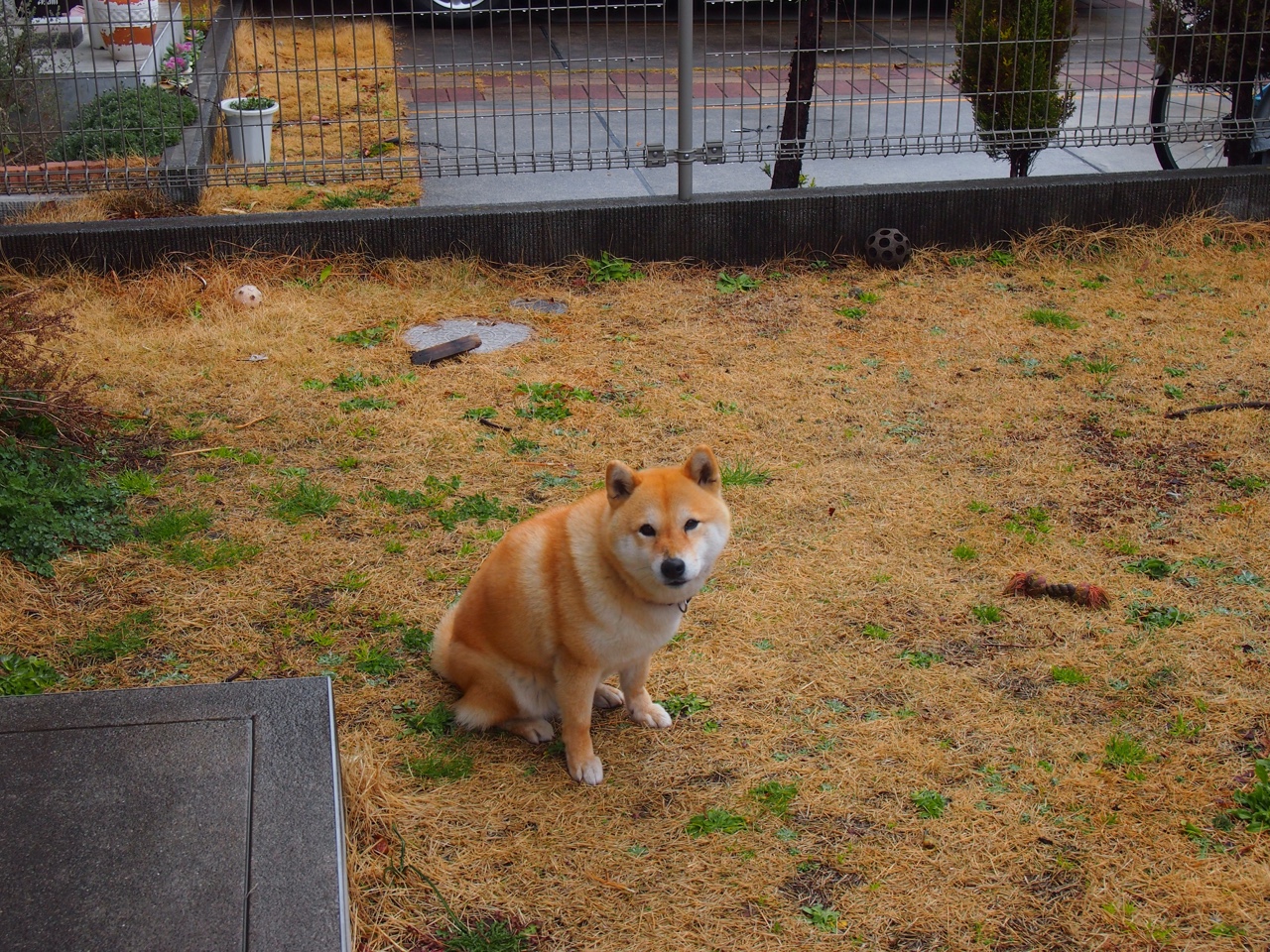 阿尔及利亚全面压制哥斯达黎加,赖斯关键先生定乾坤