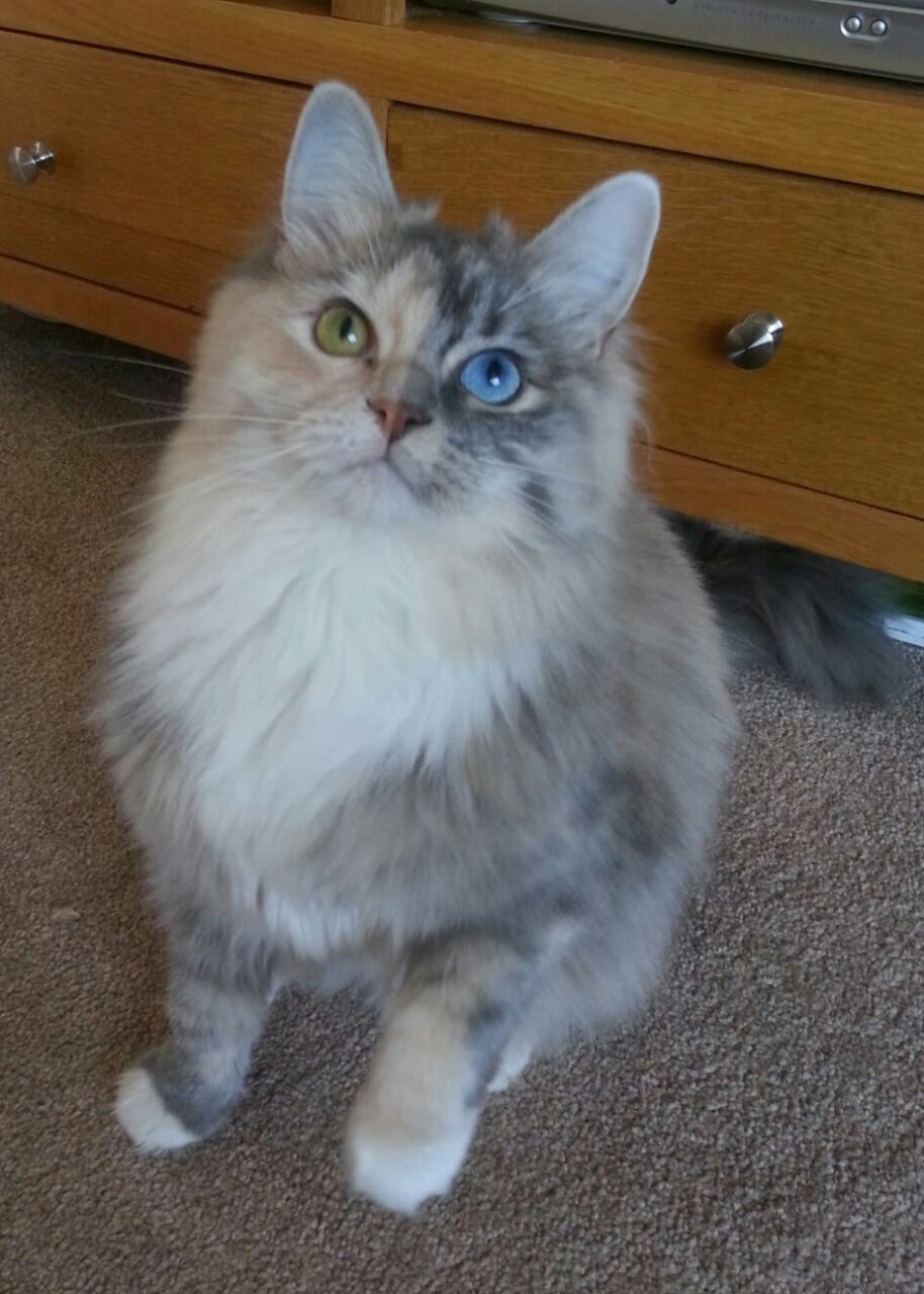 跨越太平洋的篮球之课,福克斯的教科书表现引领76人击败吉林队