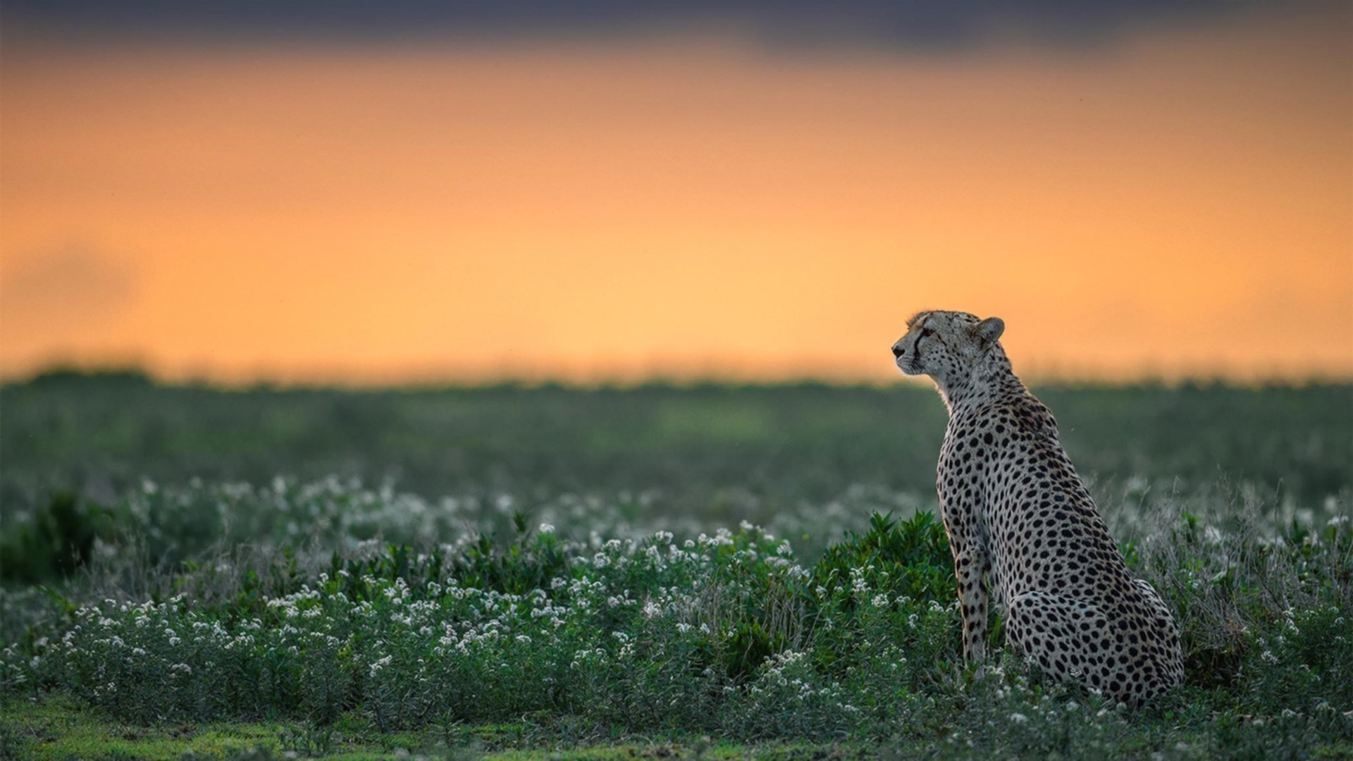 2026世界杯之夜,一柄名为班凯罗的金色利刃,刺破所有质疑