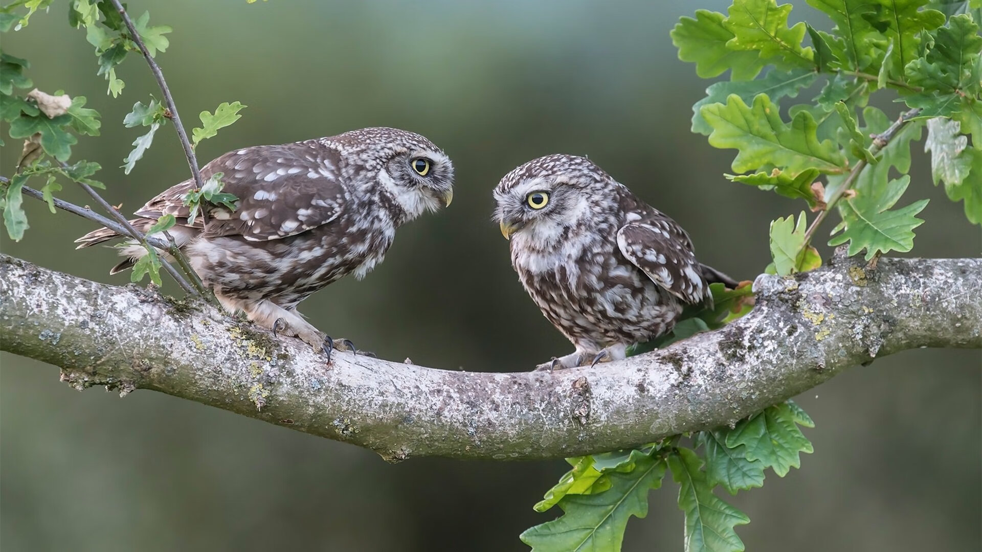 保罗风暴降临，时针停摆的一战，北京队将黄蜂吞噬在窒息防守中