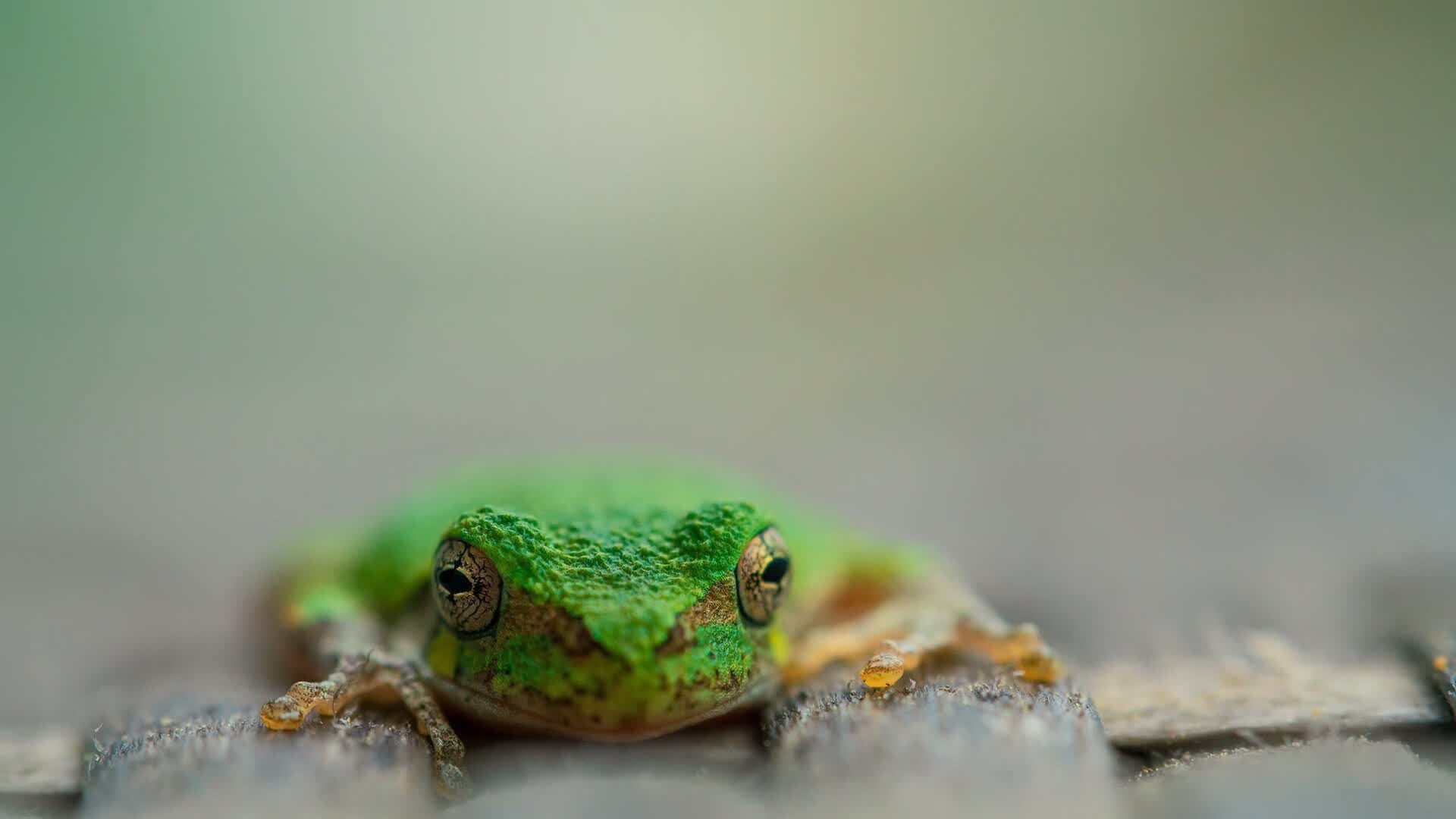 孤星闪耀，当福登在2026世界杯A组点燃印度与罗马尼亚的宿命对决